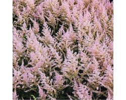 6 x Astilbe Simplicifolia 'Hennie Graafland'  - Astilbe pot 9x9 cm