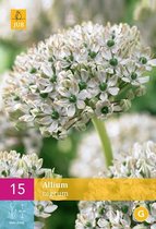 Allium nigrum - sierui - set van 15 stuks