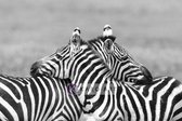 Schilderij - Zebra liefde in zwart wit , 3 maten , Premium print