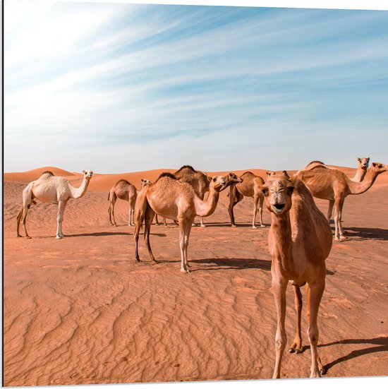 WallClassics - Dibond - Vrolijke Kamelen in de Woestijn - 80x80 cm Foto op Aluminium (Met Ophangsysteem)