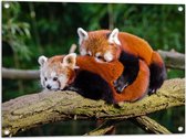 WallClassics - Tuinposter – Knuffelende Rode Panda's - 80x60 cm Foto op Tuinposter  (wanddecoratie voor buiten en binnen)
