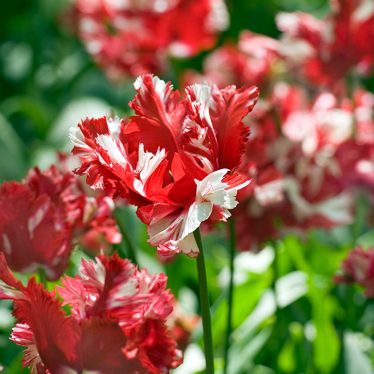 Tulp Estella Rijnveld | 10 stuks | Parkiet | Rood | Wit
