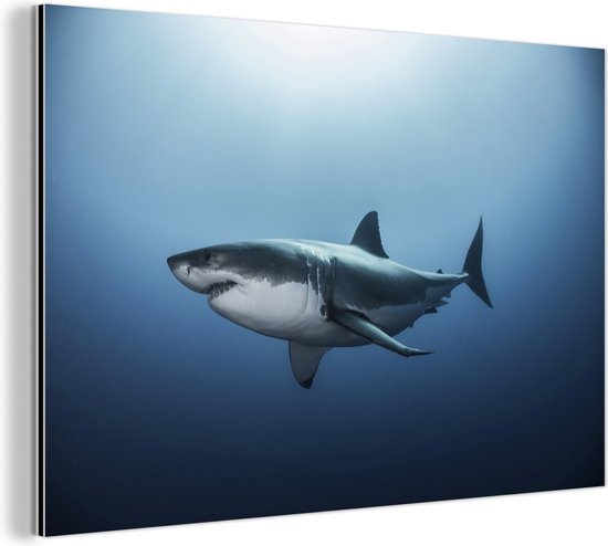Wanddecoratie Metaal - Aluminium Schilderij Industrieel - Zijaanzicht grote witte haai - 60x40 cm - Dibond - Foto op aluminium - Industriële muurdecoratie - Voor de woonkamer/slaapkamer