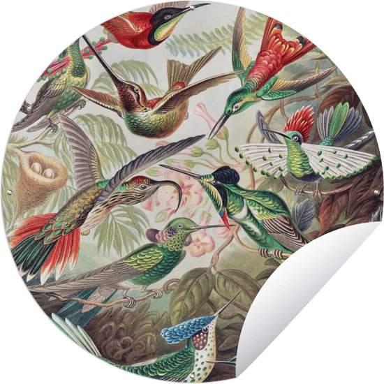 Tuincirkel Kolibrie - Vintage - Ernst Haeckel - Vogel - Kunst - Natuur - 150x150 cm - Ronde Tuinposter - Buiten