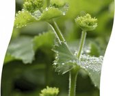 3 stuks | Alchemilla mollis P11 cm