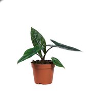 PLNTS - Alocasia Scalprum - Kamerplant - Kweekpot 14 cm - Hoogte 30 cm