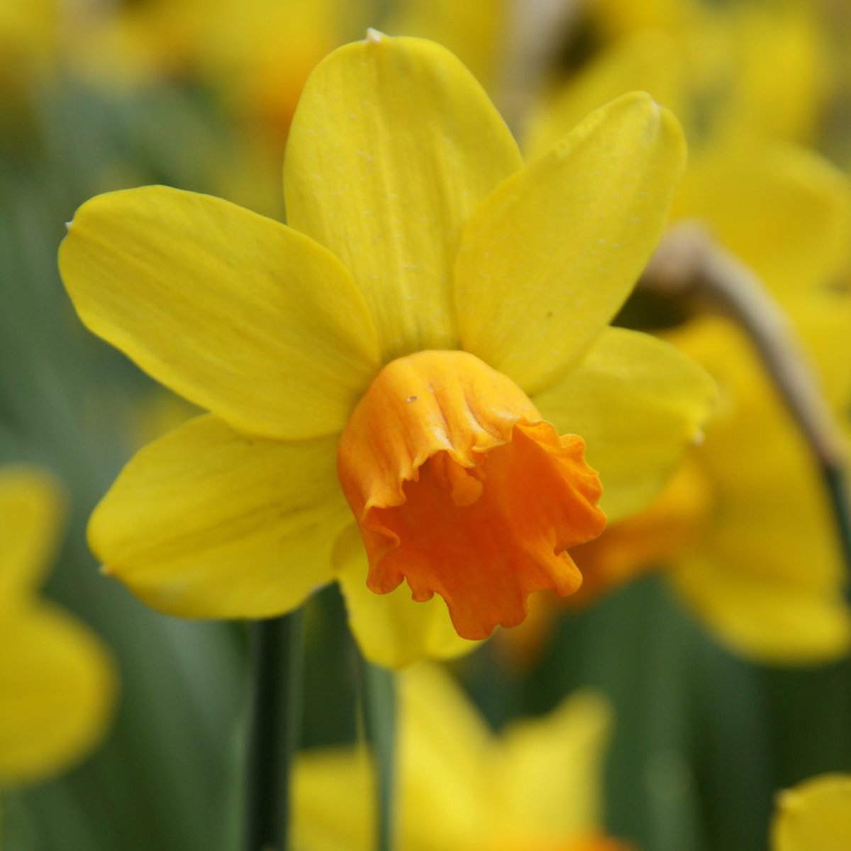 Narcis Jetfire | 10 stuks | Geel | Oranje | Narcissenbollen