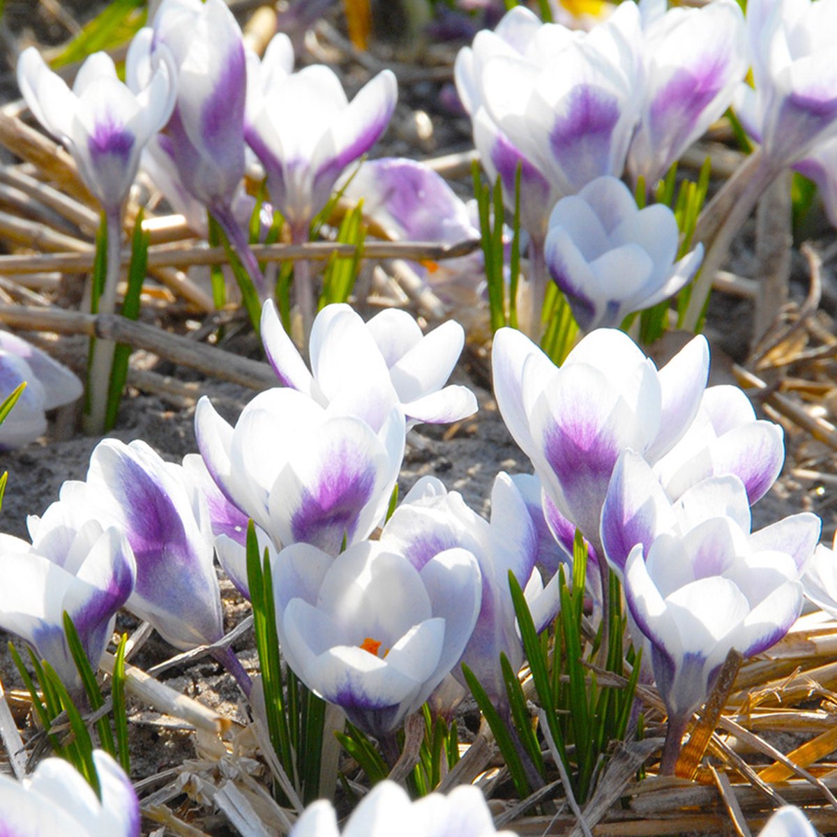 Krokus chrysanthus Prins Claus | 25 stuks | Blauw | Krokusbollen