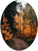 WallClassics - Dibond Ovaal - Herfst Bomen Langs Pad - 60x80 cm Foto op Ovaal (Met Ophangsysteem)