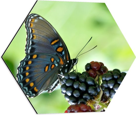 WallClassics - Dibond Hexagon - Zwarte Vlinder op Frambozen Struik - 50x43.5 cm Foto op Hexagon (Met Ophangsysteem)