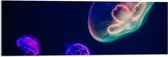 WallClassics - Acrylglas - Gekleurde Kwal onder Water - 90x30 cm Foto op Acrylglas (Met Ophangsysteem)