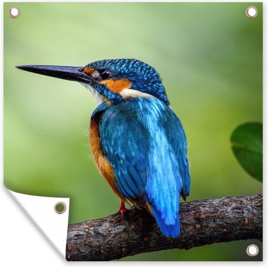 Tissu de jardin Kingfisher - Branche - Blauw - 100x100 cm