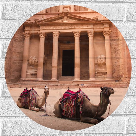 WallClassics - Muursticker Cirkel - Liggende Kamelen voor een Gebouw - 50x50 cm Foto op Muursticker