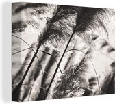 Canvas Schilderij Pampasgras - Zwart - Wit - Plant - 120x90 cm - Wanddecoratie