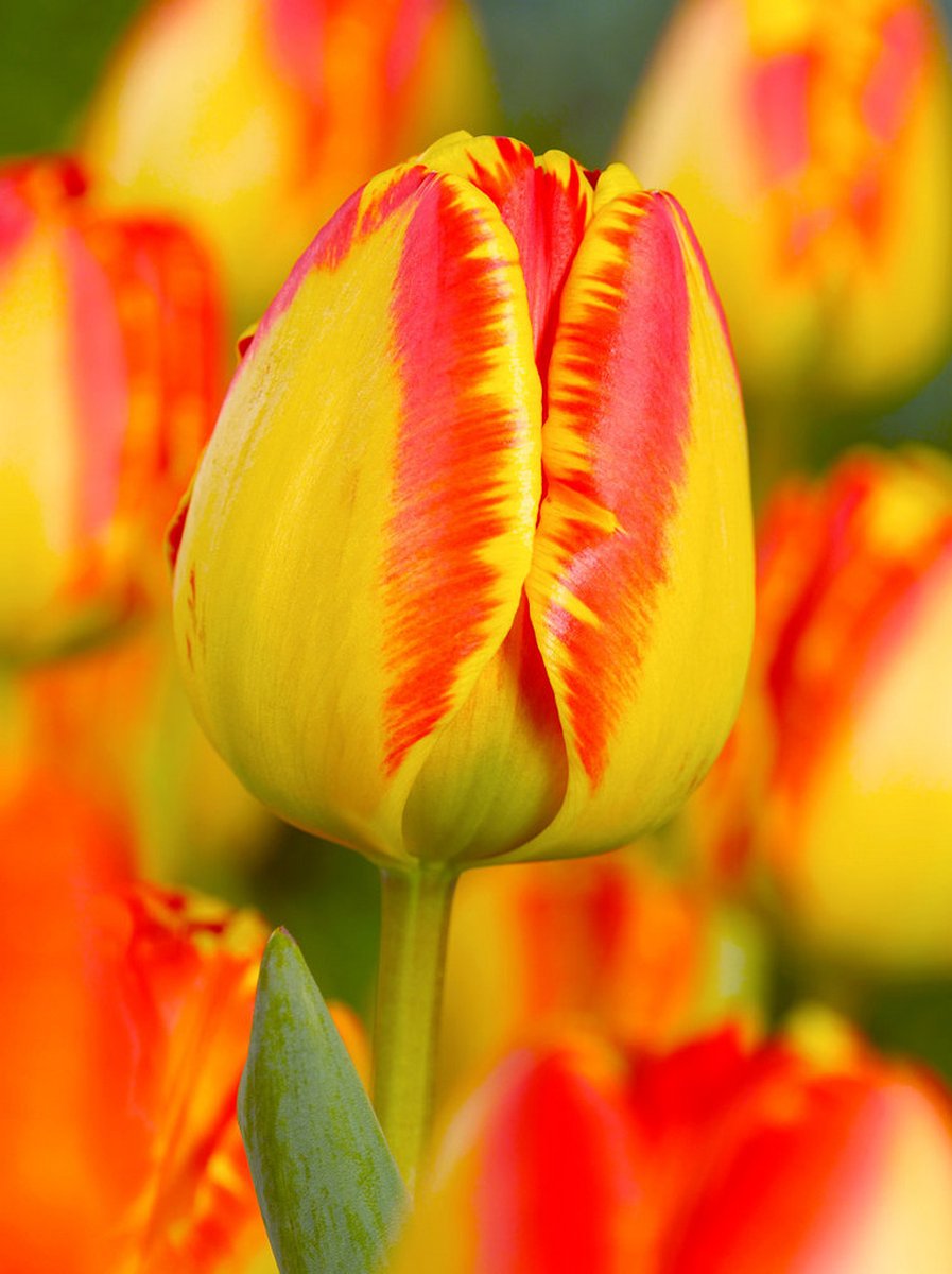 250x Tulpen 'Banja luka' - BULBi® Bloembollen met bloeigarantie