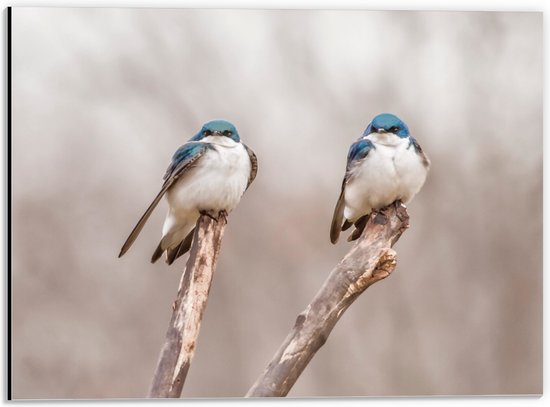 WallClassics - Dibond - Twee Blauw Witte Vogels in de Natuur - 40x30 cm Foto op Aluminium (Wanddecoratie van metaal)