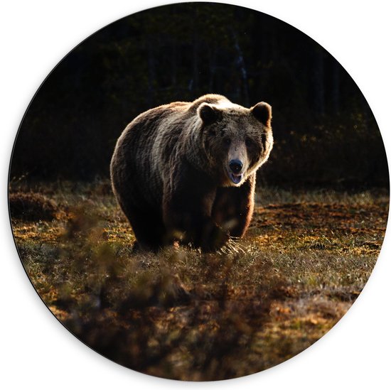 WallClassics - Dibond Muurcirkel - Grizzlybeer in Natuur - 60x60 cm Foto op Aluminium Muurcirkel (met ophangsysteem)
