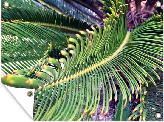 Image d'une plante de sagou vert foncé Poster de jardin 160x120 cm - Toile de jardin / Toile d'extérieur / Peintures d'extérieur (décoration de jardin) XXL / Grand format!