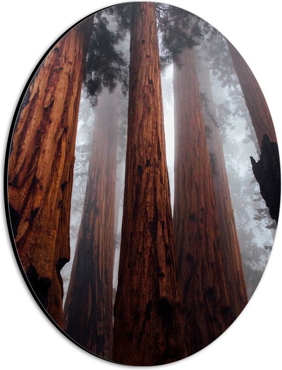 WallClassics - Dibond Ovaal - Hele Hoge Bomen in Mistig Bos - 21x28 cm Foto op Ovaal (Met Ophangsysteem)