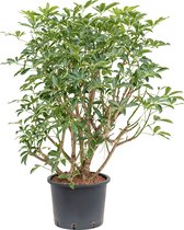 Hydroplant Schefflera Arboricola Compacta