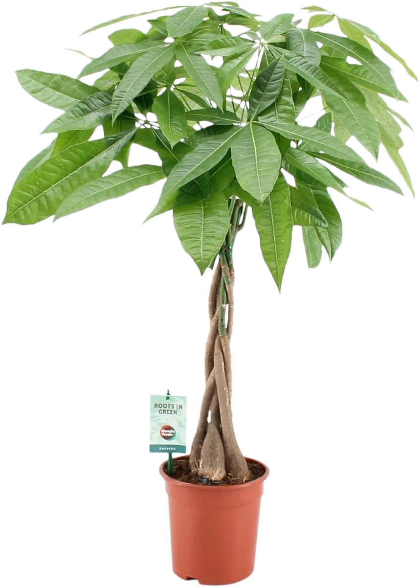 Pachira au tronc tressé Bakker Mondo Plante verte Hauteur 90 cm