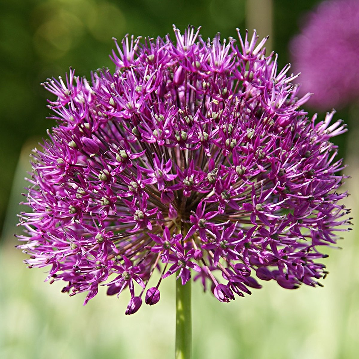 Grootverpakking Allium Purple Sensation | 50 stuks | Paars | Voordeelverpakking