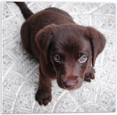 WallClassics - PVC Schuimplaat - Bruine Honden Puppy - 50x50 cm Foto op PVC Schuimplaat (Met Ophangsysteem)