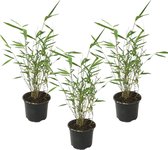 Plante en boîte - Fargesia Grex - Bambou bleu - Set de 3 - Bambou non invasif - Résistant à l'hiver - Pot 13cm - Hauteur 25-40cm