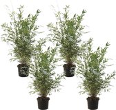 Plant in a Box - Fargesia nitida 'Gansu' - Set van 4 - Wintergroene niet woekerende bamboe - Pot 17cm - Hoogte 50-70cm