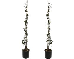 Plant in a Box - Trachelospermum jasminoides - Set van 2 Jasmijn XL - Winterharde klimplant - Pot 17cm - Hoogte 110-120cm