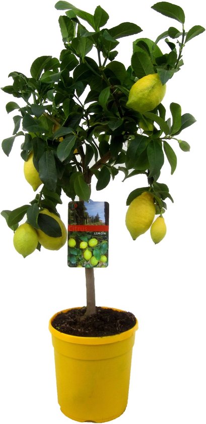 Plant in a Box - Citrus Limon - Citroenboom - Kamerplant - Mediterrane fruitboom - Pot 19cm - Hoogte 60-70cm