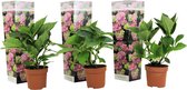 Plant in a Box - Hydrangea macroph. Roze - Set van 3 - Hortensiaroos - Pot 9cm - Hoogte 25-40cm