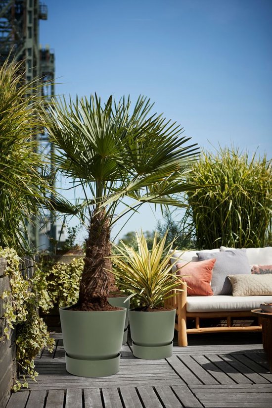 Twee olijfgroene plantenbakken met een palmboom en een kleinere plant op een houten terras.