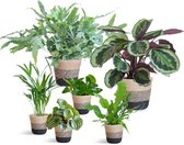 Een set van 6 Kamerplanten, diervriendelijk, Kamerplanten, Groene Planten, Planten met Pot, Diervriendelijke plantenset Large