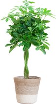 Vingerplant, Kamerplanten, Groene planten, Planten met pot, Schefflera Arab Nora met Mand Lissabon wit - 80cm - Ø19
