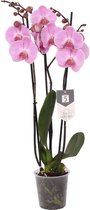 Roze orchidee Phalaenopsis Elion - 3 tak, 60 cm hoog, Ø12 cm