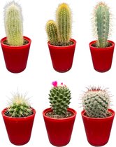 gevarieerde mix van zes verschillende soorten cactussen in een moderne, rode glazen pot ten