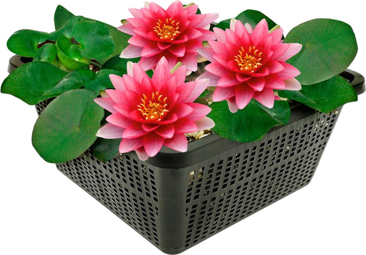 vdvelde.com - Rode waterlelie voor vijver - Compleetset met plantmand, substraat en meststof - Winterharde meerjarige waterplant - Plantklaar - Rijke bloei