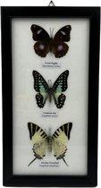 Western Deco - 3x vlinder in lijst - opgezette insect - 25x14 cm - #4