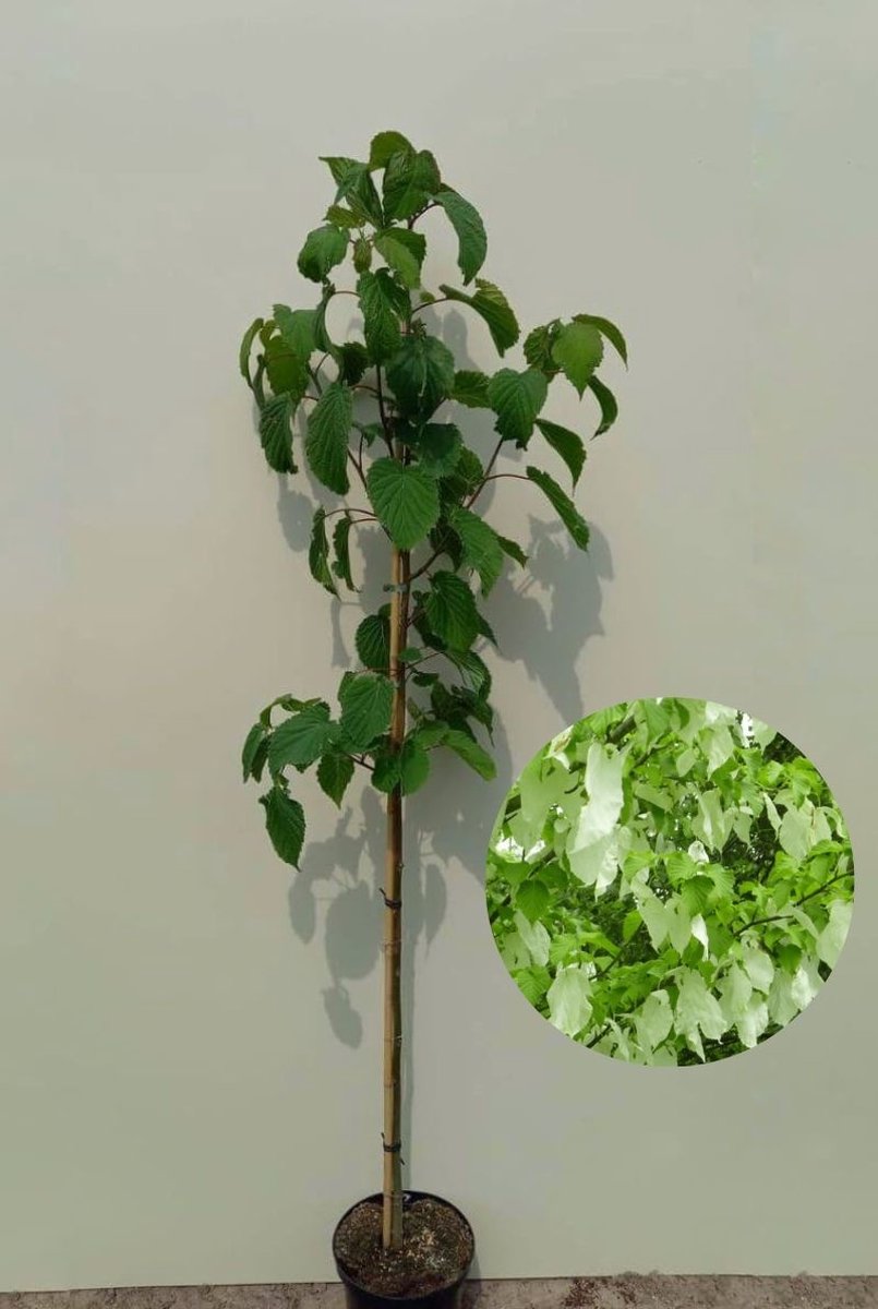 Jonge Zakdoekjesboom | Davidia involucrata | 100-150cm hoogte