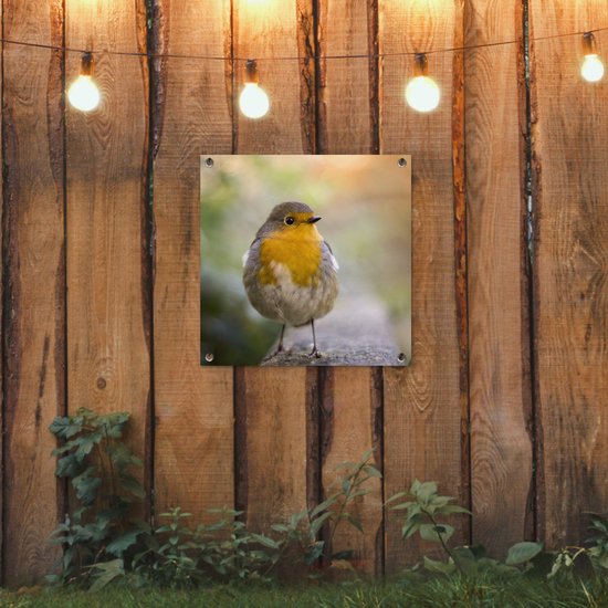 Tuinposter vogels - Roodborstje - Portret - Natuur - Tak - Tuindecoratie - Schuttingdoek - Schutting decoratie - Tuin - Tuinschilderij voor buiten - 50x50 cm - Tuindoek - Tuinposters buiten
