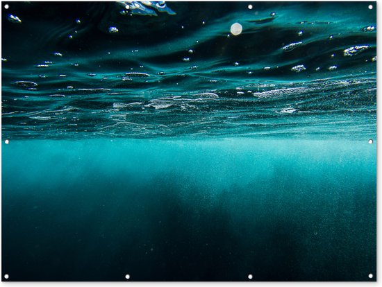 Aquarium Wilde Zeedieren Tropische Vissen Geïsoleerd Op Witte Achtergrond Het Wild Levende Gecreëerd Met Generatieve Lucht Image272965043