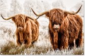 Affiche de jardin - Toile de jardin - Affiches extérieures - Highlander écossais - Vache - Animaux - Posters de jardin cm - Jardin