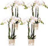 Kolibri Orchids | COMBI DEAL van 4 witte Phalaenopsis orchideeën - Amabilis - potmaat Ø9cm | bloeiende kamerplant - vers van de kweker