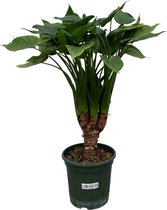 Trendyplants - Alocasia Cucullata stam - Kamerplant - Hoogte 65-85 cm - Potmaat Ø26cm