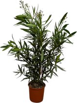 Trendyplants - Nerium Oleander struik met rode bloem - Hoogte 100-120 cm - Tuinplant - Potmaat Ø22cm