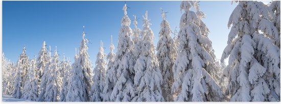 Poster Glanzend – Sneeuw - Bomen - Bos - Landschap - 120x40 cm Foto op Posterpapier met Glanzende Afwerking