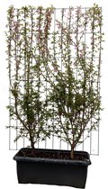 Loofboom – Japanse sierkers (Prunus Okame) – Hoogte: 180 cm – van Botanicly