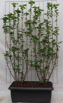 Bessenplant – Kruisbes (Ribes) – Hoogte: 180 cm – van Botanicly