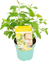 Bloomique - Eucalyptus Citriodora - Eucalyptus Plant - Citroengeur - Tuinplanten - Winterhard - ⌀15 cm - 30-40 cm